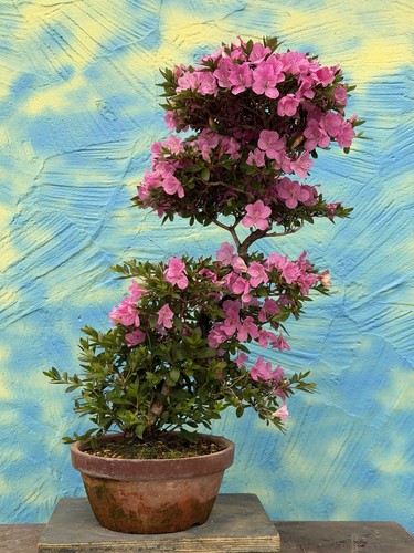 Joe bonsai azalea satsuki - joe, di