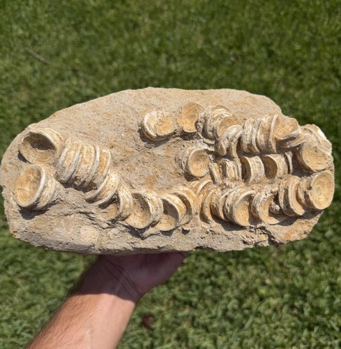 Otodus squalo vertebre fossili - otodus,
