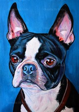 Ritratto cane boston terrier - ritratto,