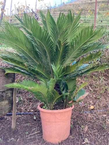 Cycas palmetta molto grande - palmetta,,