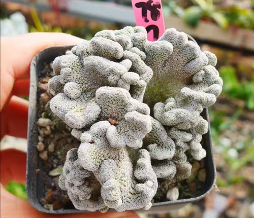 Raro cactus pelecyphora - raro,