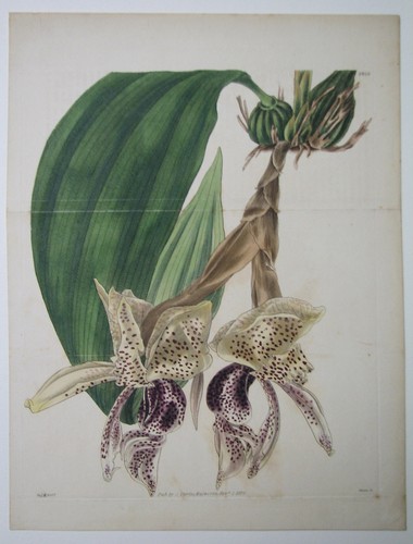 Stanhopea insignis originale - stanhopea,