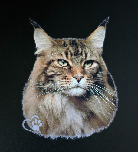 Adesivo maine coon - adesivo, maine-coon