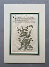 Incisione botanica, incisione