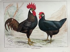 Stampa Antica 1910 BLACK