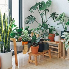  20 Pcs Etichette X Piante