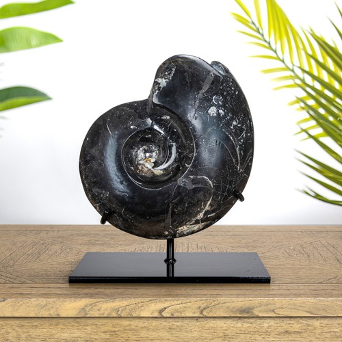 Xxl goniatite ammonite fossil - ammonite,