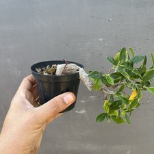 Bonsai Ficus Retusa / Semi