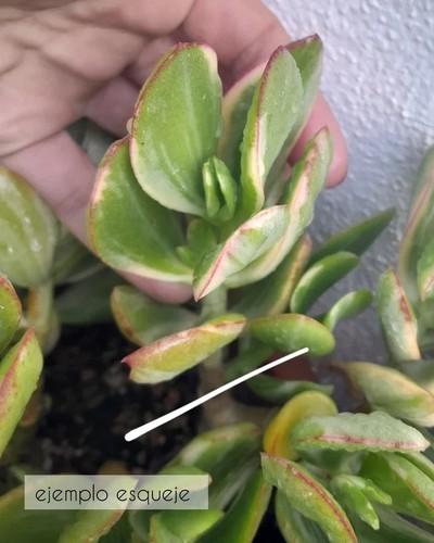 Variegated crassula ovata - variegated,