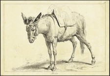 Incisione Mulo  Basto  XIX