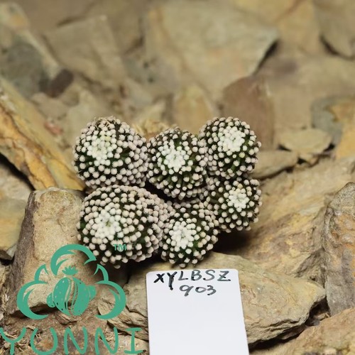 Raro cactus mammillaria - raro,