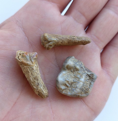 Fossili denti orso delle - denti,