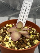 Pinguicula laueana - Mexican