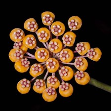 Hoya waymaniae | Pianta di cera | Fiore di porcellana - Pianta di cera | Fiore di porcellana