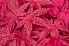 Acero rosso giapponese acer - giapponese, "acer