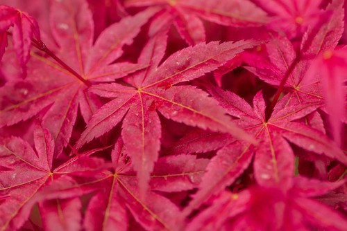 Acero rosso giapponese acer - giapponese, "acer
