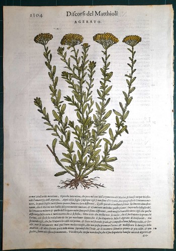 Stampa antica mattioli - antica,