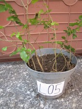 20 piante piantine ligustro
