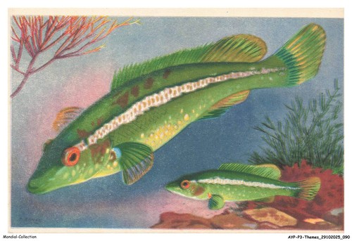 Aypp3 0213 animali pesci - -,