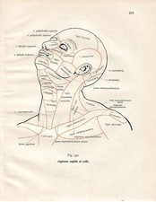 Stampa antica ANATOMIA TESTA E