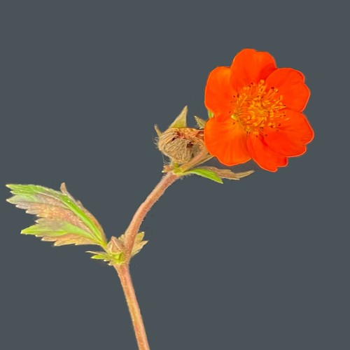 Geum coccineum radice di - geum,