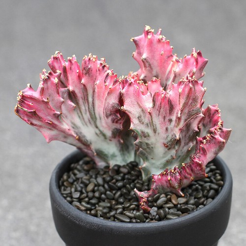 Pianta cactus succulenta 10 - pianta,