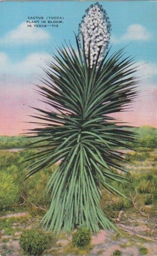 Yucca plant bloom - plant, bloom,
