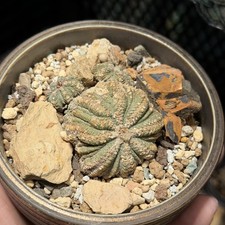 Aztekium Ariocarpus