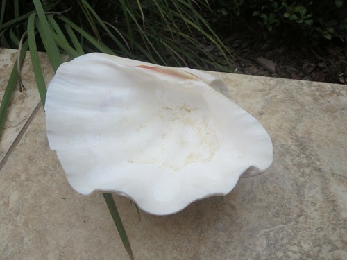 Conchiglia naturale - conchiglia,