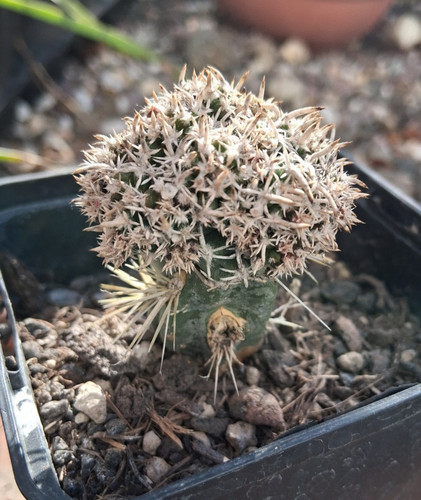 Sclerocactus peeblesianus