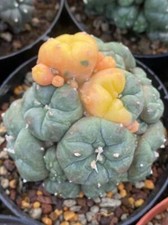 Astrophytum myriostigma