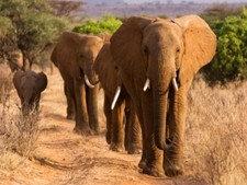 Quadro Mandria Elefanti Africani Kenya Stampa su Mdf Tela Swarovski Arredo Casa