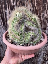 Mammillaria Sp Crestata  /