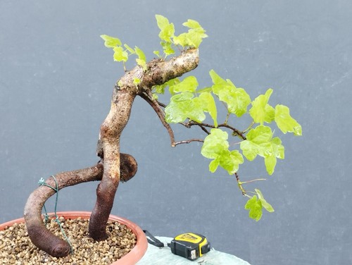 Pre bonsai acero - di,