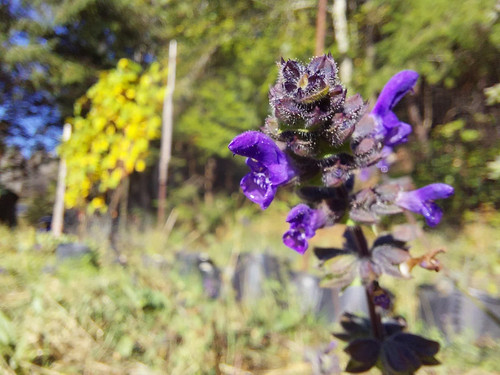 Salvia verbenaca 10 semi - 10,