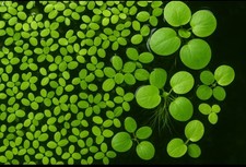 MIX DI PIANTE GALLEGGIANTI PER