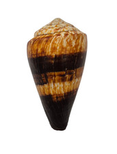 Conchiglia shell conus miles - conchiglia,