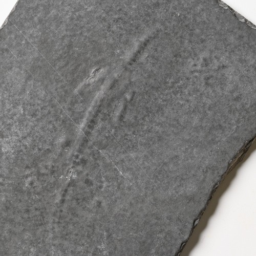 Keichousaurus fossile non