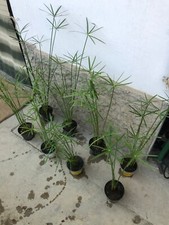 Piante di falso papiro