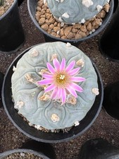 pianta succulenta super grande
