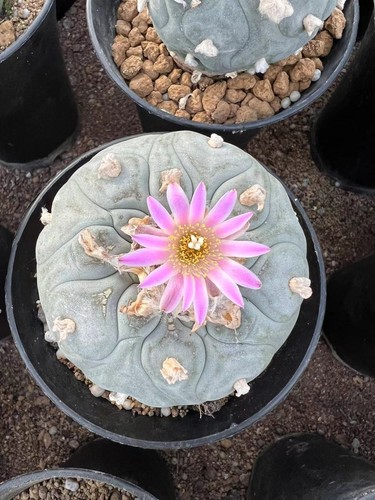 Pianta succulenta super grande - succulenta,