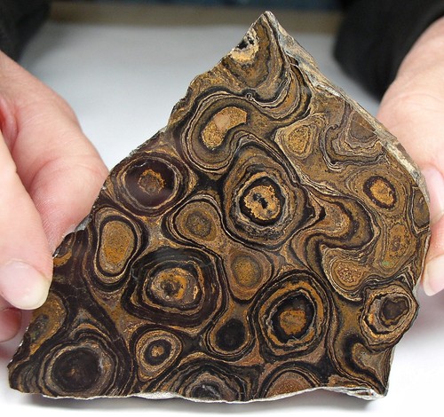 Stromatolite cochabamba - stromatolite,