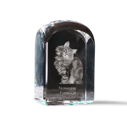 Gatto delle foreste norvegesi