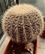 Echinocactus Grusonii -