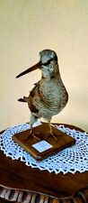 TROFEO CACCIA BECCACCIA RUSTICOLA TASSIDERMIA TAXIDERMY BIRD UCCELLO IMBALSAMATO
