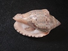 Conchiglia Shell VOLUTA MUSICA con opercolo mm 67,5  Venezuela