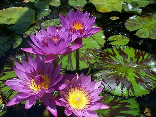 Nymphaea capensis variegate - variegate,
