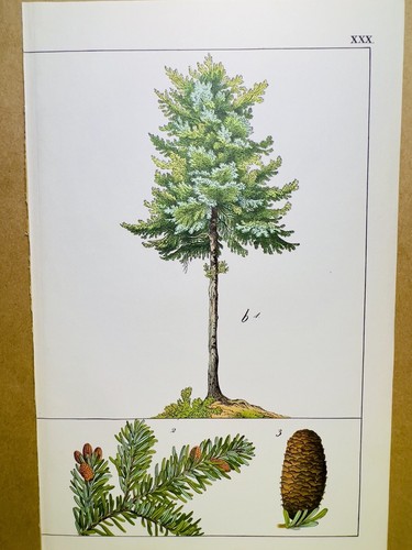 Piante antiche poster - poster,