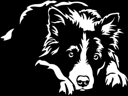 Adesivo border collie - adesivo,