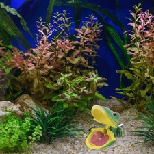  Pietra Porosa Acquario